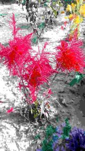 เมล็ดพันธุ์หงอนไก่พันธุ์พื้นบ้านต้นใหญ่แตกกอสวย เมล็ดพันธุ์ปลูกต่อได่ชุด 200 เมล็ด