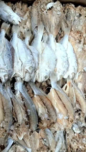 Ikan Asin Samge Belah/Gulama Belah Kualitas Super