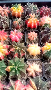 แคคตัส Cactus ยิมโนด่าง ขนาด 4-5 cm เลี้ยงจากหน่อ ส่งพร้อมกระถาง2นิ้ว (แบบสุ่มสี)