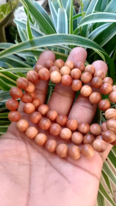 Gelang Kayu Cendana Asli Kupang Wangi Original 8mm