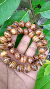 Gelang Kayu Gaharu Zebra Super Asli Kalimantan 12mm