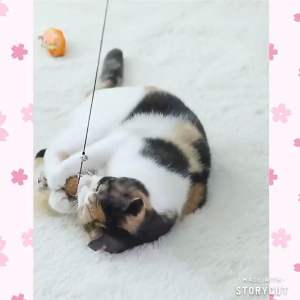 [READY STOCK] Cat Teaser Wood Stick Cat Toy Pet Toy | Mainan Kucing | 逗猫棒 猫玩具 猫解闷