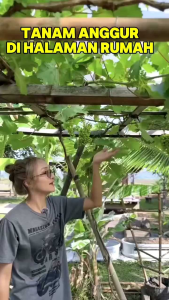 BIBIT MURAH ANGGUR RAMBUT 🌱Anggur Rambat import Berbagai Macam Jenis Dan Ukuran Dari Yang Buahnya Warna Hijau Merah Kuning Hitam Ungu Pink Coklat dll