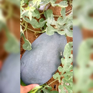 BENIH BINTANG ASIA SEMANGKA HIBRIDA GONZALES F1 ( KEMASAN PABRIK ) ISI -+ 25 BUTIR