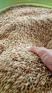 Benih Padi Umur Pendek 75 Hari Berkwalitas Unggul Kemasan 5kg