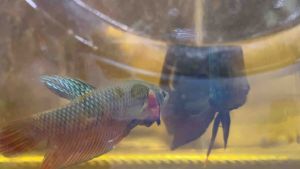 อีสานลูกช้อน ไซส์ขุน