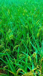 Bibit Padi UNGGUL SI DENOK Original Kemasan 1kg