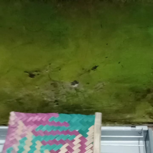 panggang sate/ad bonus sesuai pilihan di produk nya