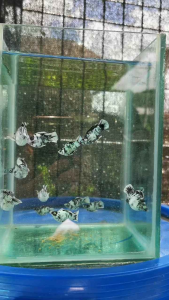 Zebra Balloon Molly / Platinum Zebra Molly Fish / Ikan molly / Live fish / Aquascape / Molly Balloon / Aquarium / Ornamental fish / ikan hiasan / ikan hidup / White Black molly/茉莉鱼 / 玛丽鱼