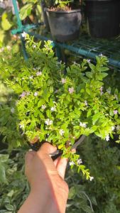 #ต้นหลิวไต้หวัน (Elfin Herb) ดอกไม้ต้นเล็ก เป็นพรรณไม้พุ่มขนาดเล็กกระถาง5.5นิ้ว ดอกสีขาวละมุนออกม่วง