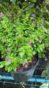 ต้นหลิวไตหวัน สีม่วงแดงเข้ม ขนาด5นิ้ว #ต้นหลิวไต้หวัน (Elfin Herb) ดอกไม้ต้นเล็ก เป็นพรรณไม้พุ่มขนาดเล็ก ดอกสีชมพู และ ดอกสีม่วง และขาว สดใส  *ปลูกในกระถาง5- 6 นิ้ว มีดอกสวย น่ารัก  ดอกออกตลอดทั้งปี  #ต้นหลิวขาว หลิวญี่ปุ่น ☁️ดอกสีขาว หายาก ไม้ทำรั้ว แต่ง