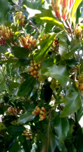 Cengkeh Kering 100Gr