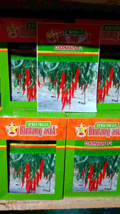 Benih Cabe Merah Besar DARMAIS F1 Bintang Asia 10 gram
