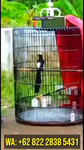 Vitamin MXX Gacor Burung: 2 Tetes Ke Air Minum