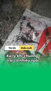 100gram Sidiru - diệt ruồi hiệu quả