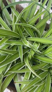 Van Khởi Thuỷ Ren Ngoài 27mm Ra Chân 25mm Nối Ống LDPE 25 - Hệ Thống Tưới Phú Hưng