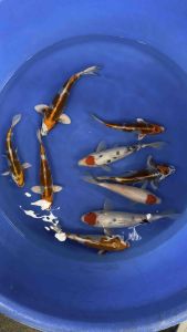 Japan Kujaku Tancho Sanke & Tancho from Marudo Farm ( 25-28cm )