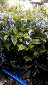 เข็มม่วง กระถาง 11 นิ้ว ไม้กระถางต้นสวยและแข็งแรง (กทม)