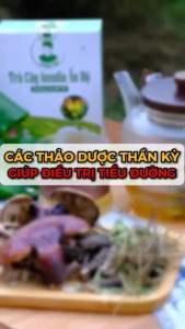 MUA 5 TẶNG 1 Trà Cây Insulin Thiều Tài Trà tốt cho đường huyết-30 TÚI LỌC (Nước Trà làm ổn đường huyết)