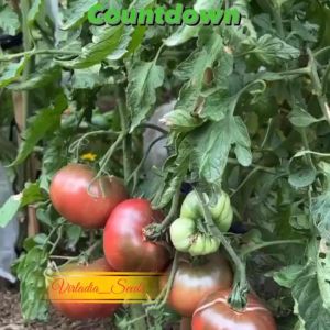 [Virladia Seeds] Biji Benih Tomat Jumbo Beefsteak Cherokee Purple