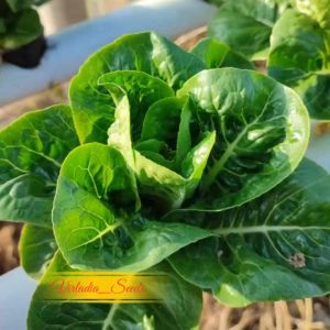 [Virladia Seeds] Biji Benih tanaman Selada Green Romaine
