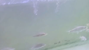 Golden Mahseer 3-4inci live fish