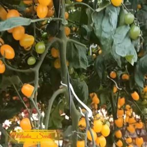 [Virladia Seeds] Biji Benih tanaman Tomat Cherry ILDI Yellow