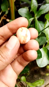 Batu akik Eyang Jangkung