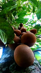 BIBIT TANAMAN KEPEL BURAHOL🌱Rasa Yang Sangat Manis  Sekali Dan Manfaat Bagi Kesehatan Tubuh Buah ini Sudah Lumayan Langka Di Indonesia Tinggi Bibit Saat ini 15.cm & 35.cm  Sudah Siap Ditanam Silahkan Diorder Pemesanan Bisa COD Bayar Ditempat