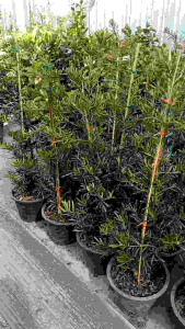 สนใบพาย กระถาง 11 นิ้ว ต้นสูง สวยและแข็งแรง (กทม)