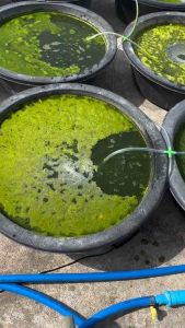 หัวเชื้อน้ำเขียวสาหร่ายคลอเรลา 1.5 ลิตร 3 ขวด ไข่ไรแดง T10 อาหารไรแดง หัวเชื้อน้ำเขียวสาหร่ายคอลเรล่า คอลเรล่าเข้มข้น ไรแดง  ชุดเพาะไรแดง