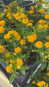 #ผกากรองเหลืองเลม่อน หรือ #เลมอนมาริโกลด์ (Lemon Marigold) เป็นไม้พุ่มขนาดเล็ก ดอกสีเหลืองสด มีกลิ่นหอมทั้งดอกและใบ. เป็นไม้ประดับที่ทนแล้งได้ดี และมีกลิ่นหอมที่ช่วยให้รู้สึกผ่อนคลาย.   ลักษณะทั่วไป:  * ดอก: ดอกสีเหลืองสด ขนาดเล็ก.  * ใบ: ใบมีกลิ่นหอม.  *