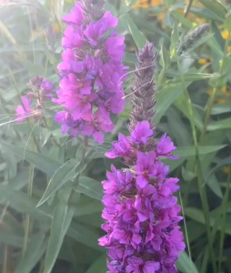 (KEMASAN PREMIUM) BIJI | BENIH BUNGA LYTHRUM SALICINA