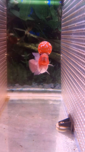 NEW 3.5~4inch VIP A Grade SHORT BODY Super Red BIG BOOM HEAD FLOWER HORN NICE FISH COMING... 3吋多4吋进口精品版短身鸿运超级红大蘑菇水头罗汉靓鱼...头超大...颜色红红!美👍