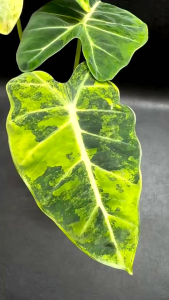 Alocasia Frydekด่างเหลืองพื้นเขียวลายหายากส่งแบบต้นลุ้นด่างกระถาง5-6นิ้ว -