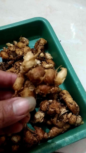 KENCUR 1KG TUA-MUDA PROMO MURAH TERLARIS BISA COD
