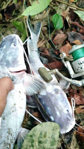 UMPAN KUCUR IKAN BAUNG /500gram