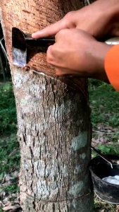 มีดกรีดยางพารา มีดตัดยาง มีดขวานตรัง ลับคมทุกเล่ม 24 ชั้น ผลิตจากวัสดุชั้นดี สำหรับชาวสวนยางพาร