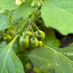 (KEMASAN PREMIUM) BIJI | BENIH TANAMAN LEUNCA | RANTI (isi -+500 butir)