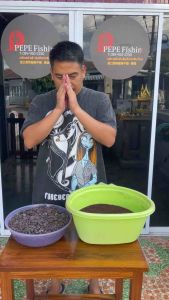 คลั่งอัดด้ามมีด คลั่งแท้ มี50กรัมและ100กรัม(ตากแห้งให้แล้ว)