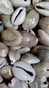 100 Biji Kerang Congklak Asli Mainan Anak Jaman Dulu