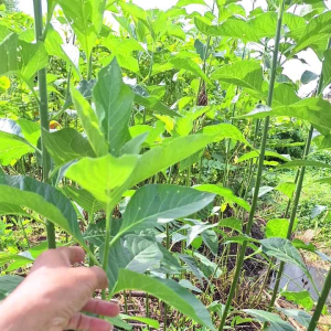 หนานเฉาเหว่ยใบสด ออแกนิก เก็บจากสวนหน้าบ้าน เก็บสดๆ