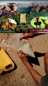 เปลือกหอย เปลือกหอยป่น เปลือกหอยละเอียด อาหารเสริมเพิ่มแคลเซียมวิตามินโปรตีนรวมแร่ธาตุทะเล บำรุงสัตว์ปีก พ่อแม่พันธ์ ไก่ไข่ เป็ด ไก่ชน นกสวยงาม หมู วัว บรรจุ 2 กิโลกรัม