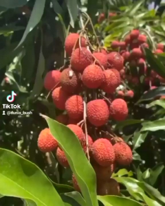 Bibit Tanaman Buah Leci Merah Siap Berbuah
