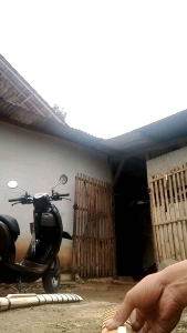 Golok Kupas Kelapa Asli Baja Per Khas Banten