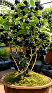 ( BISA COD ) Tanaman Buah Anggur Brazil Tinggi 40-50cm Bahan Bonsai Sudah Siap Berbuah