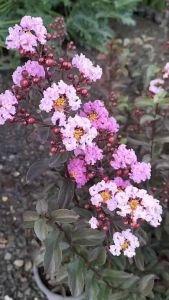 ยี่เข่ง ต้นยี่เข่ง ดอกสีบานเย็น ยี่เข่งอเมริกา ยี่เข่งสีบานเย็น ขนาด 8 นิ้ว ต้นสูง 70 วินชั่น