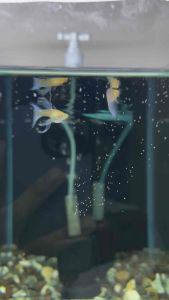 🔥RARE🔥 Albino Blue Topaz Ribbon BIG & THICK Fin C 🇨🇳 Guppy Fish (PREMIUM TOP GRADE) (STRAIN RARE)