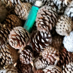 ดอกสนแห้ง ลูกสน 4 บาท ชุดละ 5 ดอก แถม 2 คุณูประหลายพริกเป้น ดอกละ เป็นวัสดุที่น่ารัก