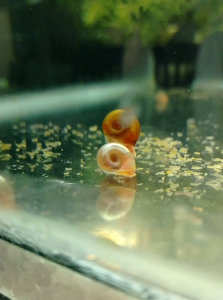 บลัดฮอร์น กำจัดเศษอาหารในตู้ปลา ชุดละ5ตัว